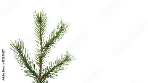 Plant leaf tree pine
