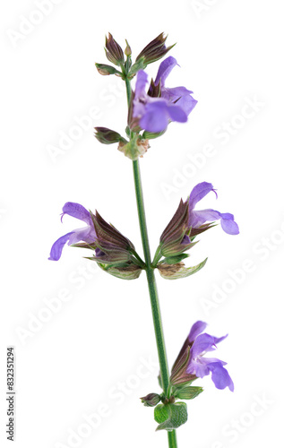 Salvia Officinalis isolated on white background. Purple pink flowers of sage. Medicinal and culinary herb.