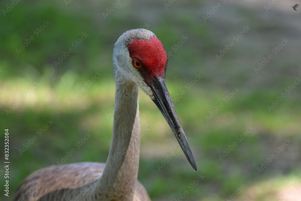 Fototapeta premium Sand hill crane bird head beak close up