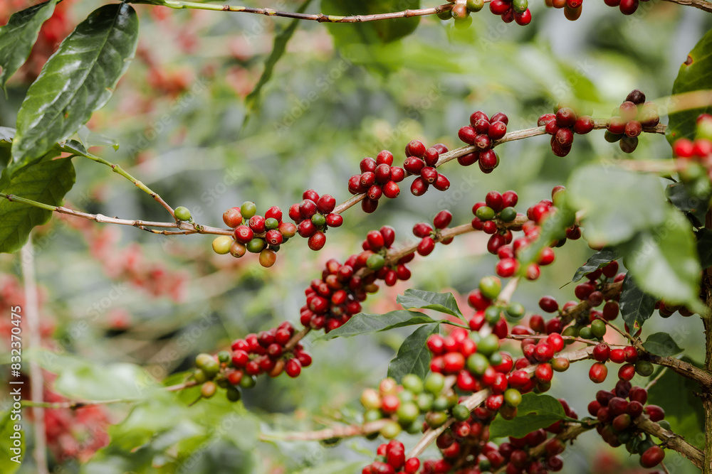 organic arabica coffee with farmer harvest in farm.harvesting Robusta and arabica coffee berries by agriculturist hands,Worker Harvest arabica coffee berries on its branch, harvest concept. organic arabica coffee with farmer harvest in farm.harvesting Robusta and arabica coffee berries by agriculturist hands,Worker Harvest arabica coffee berries on its branch, harvest concept.