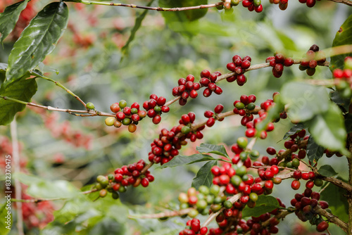 organic arabica coffee with farmer harvest in farm.harvesting Robusta and arabica  coffee berries by agriculturist hands,Worker Harvest arabica coffee berries on its branch, harvest concept.