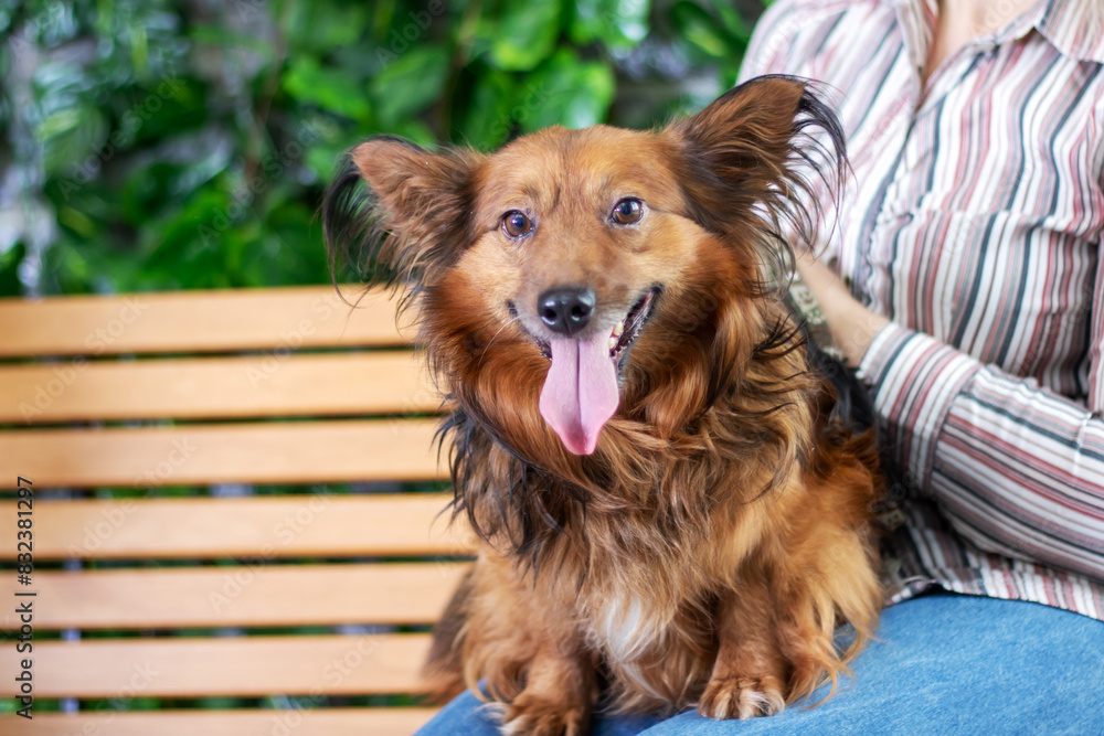 Fototapeta premium A woman is sitting on a wooden bench with a brown dog