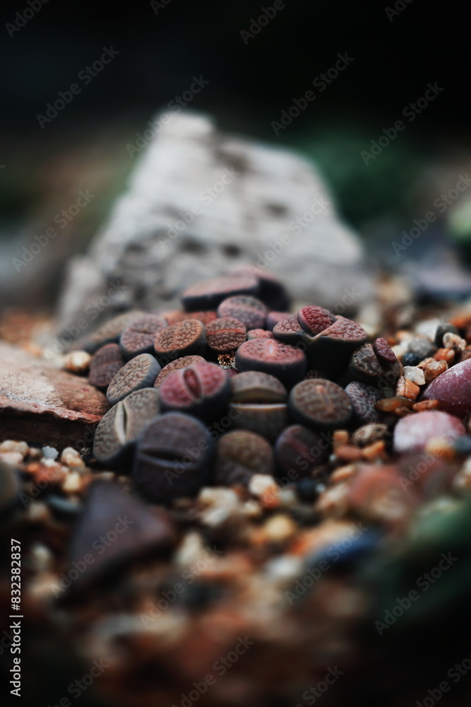 various stones on the ground near a tree stump and rocks various stones on the ground near a tree stump and rocks