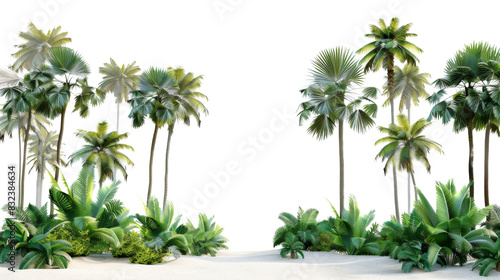 Palm garden 