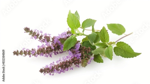 Thai Basil flower patchouli plant isolated white background
