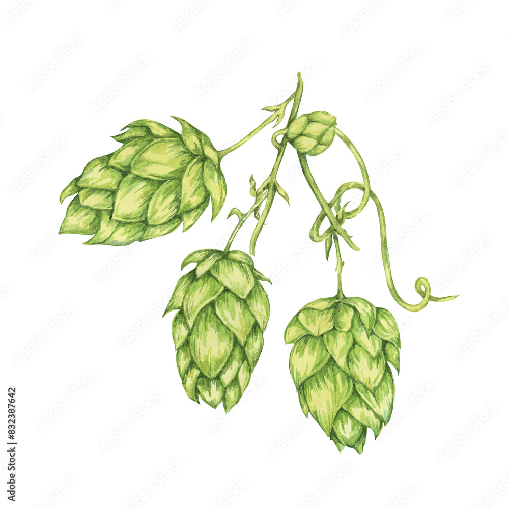 Obraz premium Hop cones branch watercolor illustration. Green humulus lupulus vine for Oktoberfest, St. Patrick's day celebration, beer brewing industry. Hops plant clipart for brewery design, beer label, menu