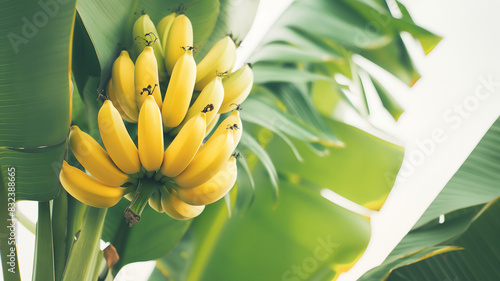 Bunch of ripe yellow bananas hanging from a tree with large green leaves, highlighting their natural tropical environment.