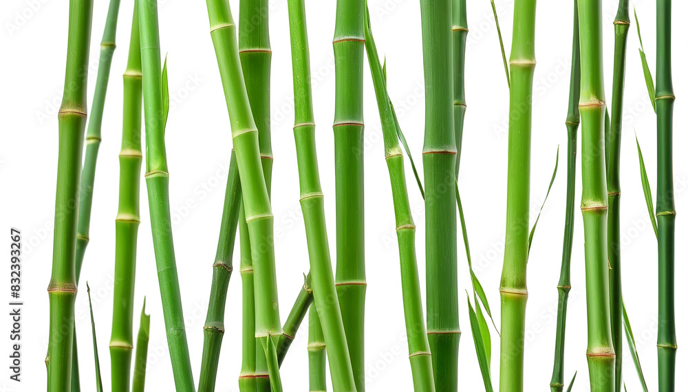 Fototapeta premium Natural Bamboo Twigs for Rustic Ambiance