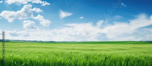 green field of wheat and spring blue sky with white clouds copy space