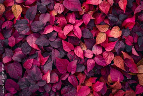 A beautiful exhibition of fall foliage in reds, pinks, and purples, thickly clustered in a complete composition photo