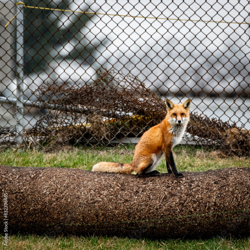 Red fox