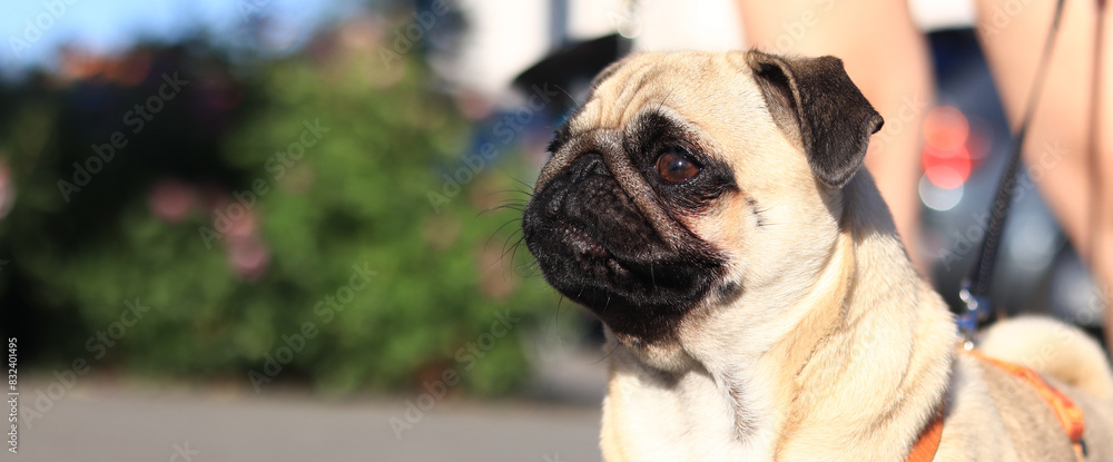 Pug, muzzle close-up. Dog in a harness. Photo of a pug with free space for text. Dog walking service. Portrait of a pet's face. Walking the dog on a sunny spring or summer day