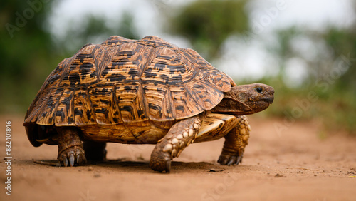 Leopard tortoise, South Africa photo
