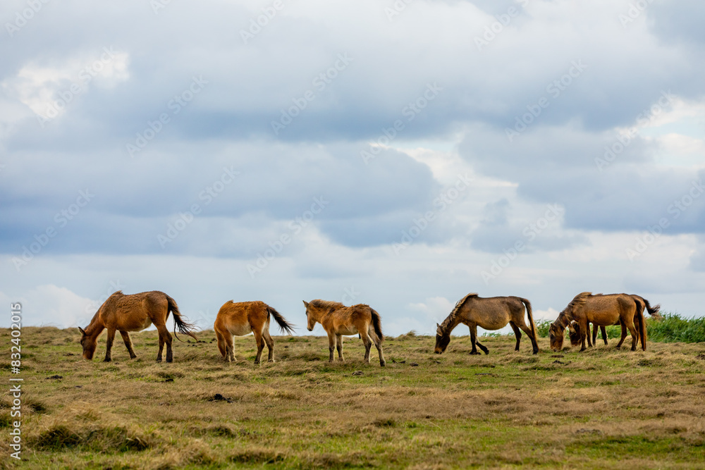 Wild ponies on Yonaguni Island, Yaeyama Islands, Japan Wild ponies on Yonaguni Island, Yaeyama Islands, Japan