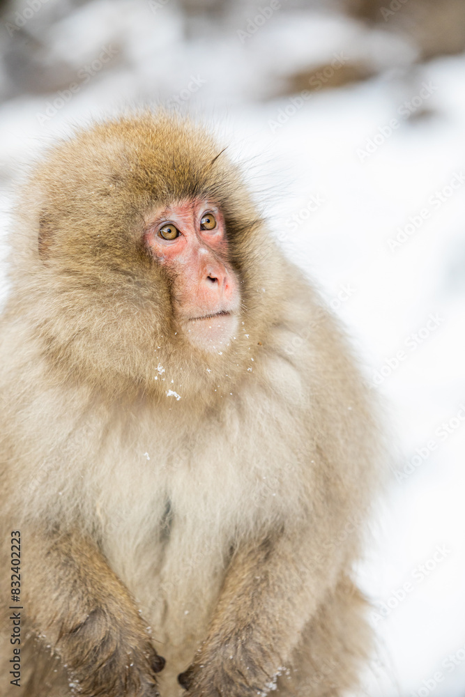 Snow Monkeys at Snow Monkey Park, Jigokudani, Nagano Prefecture, Honshu, Japan Snow Monkeys at Snow Monkey Park, Jigokudani, Nagano Prefecture, Honshu, Japan