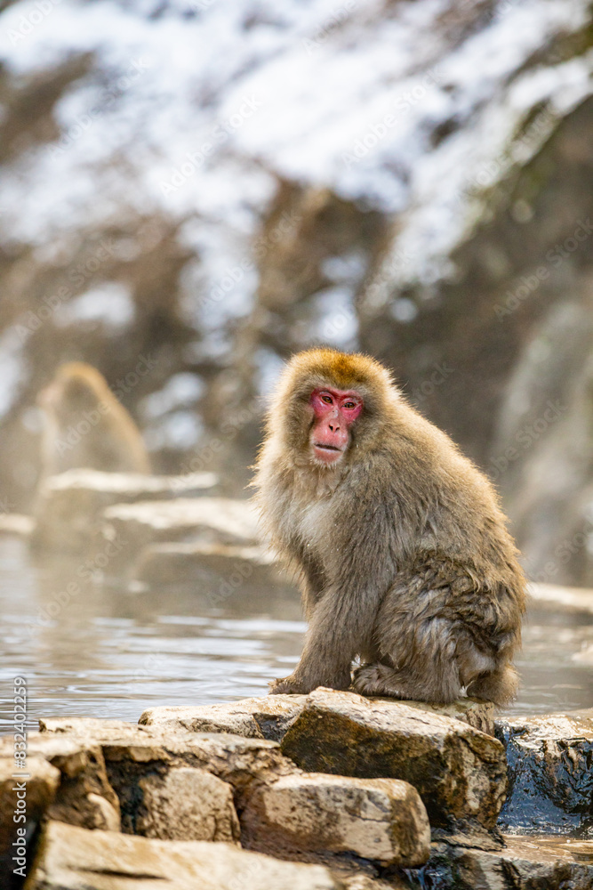 Snow Monkeys at Snow Monkey Park, Jigokudani, Nagano Prefecture, Honshu, Japan Snow Monkeys at Snow Monkey Park, Jigokudani, Nagano Prefecture, Honshu, Japan
