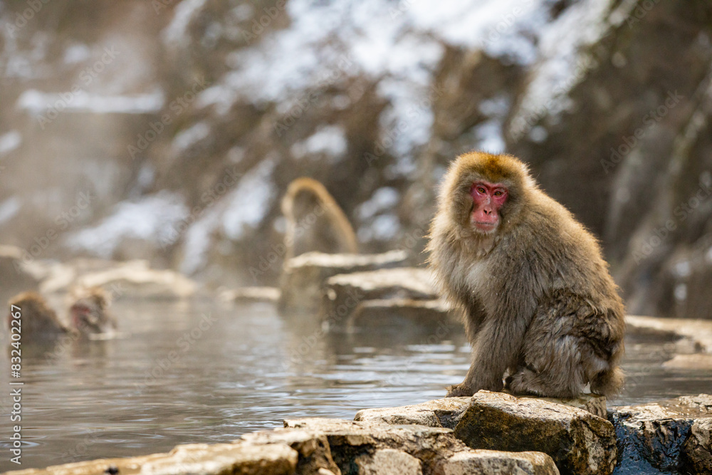 Snow Monkeys at Snow Monkey Park, Jigokudani, Nagano Prefecture, Honshu, Japan Snow Monkeys at Snow Monkey Park, Jigokudani, Nagano Prefecture, Honshu, Japan