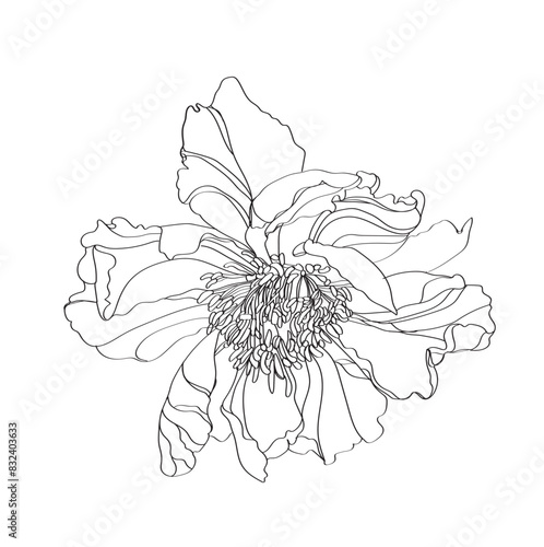 Peony vector illustration. Black and white floral vector illustration of a peony