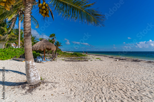 View of sun loungers and palm trees on beach at Puerto Morelos, Caribbean Coast, Yucatan Peninsula, Riviera Maya photo