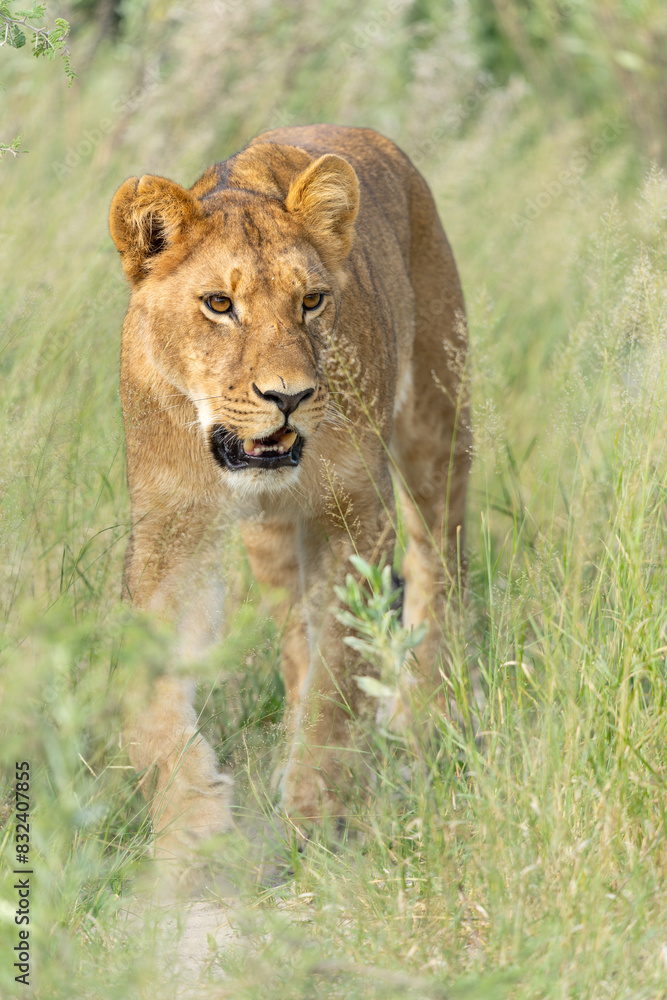 Lion (Panthera leo) in the green season. Lionesses walking around in the morning in the long green grass in the Okavango Delta in Botswana. Lion (Panthera leo) in the green season. Lionesses walking around in the morning in the long green grass in the Okavango Delta in Botswana.