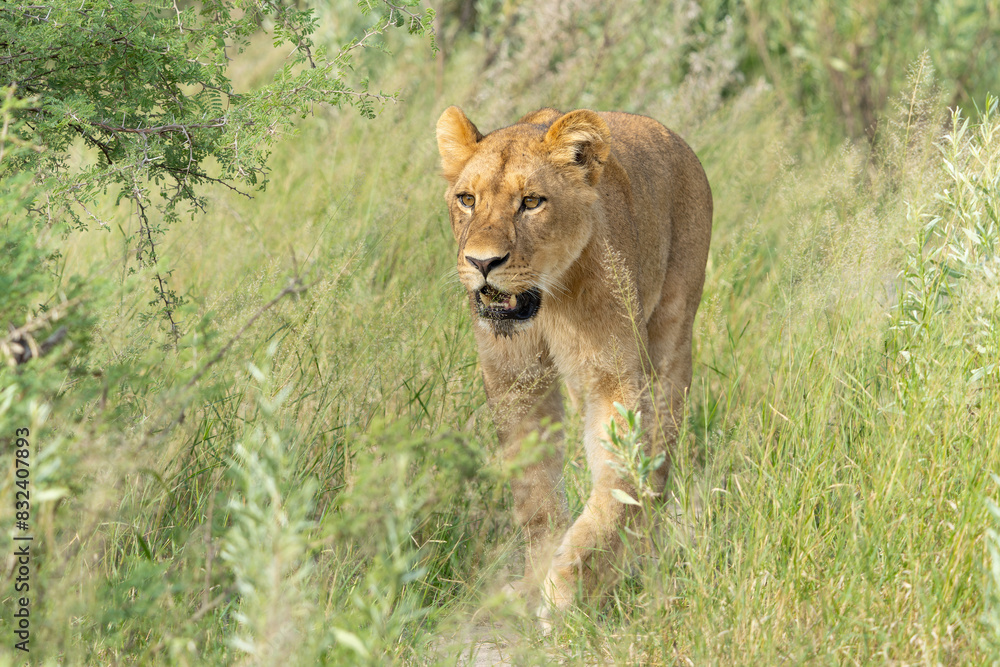 Lion (Panthera leo) in the green season. Lionesses walking around in the morning in the long green grass in the Okavango Delta in Botswana. Lion (Panthera leo) in the green season. Lionesses walking around in the morning in the long green grass in the Okavango Delta in Botswana.