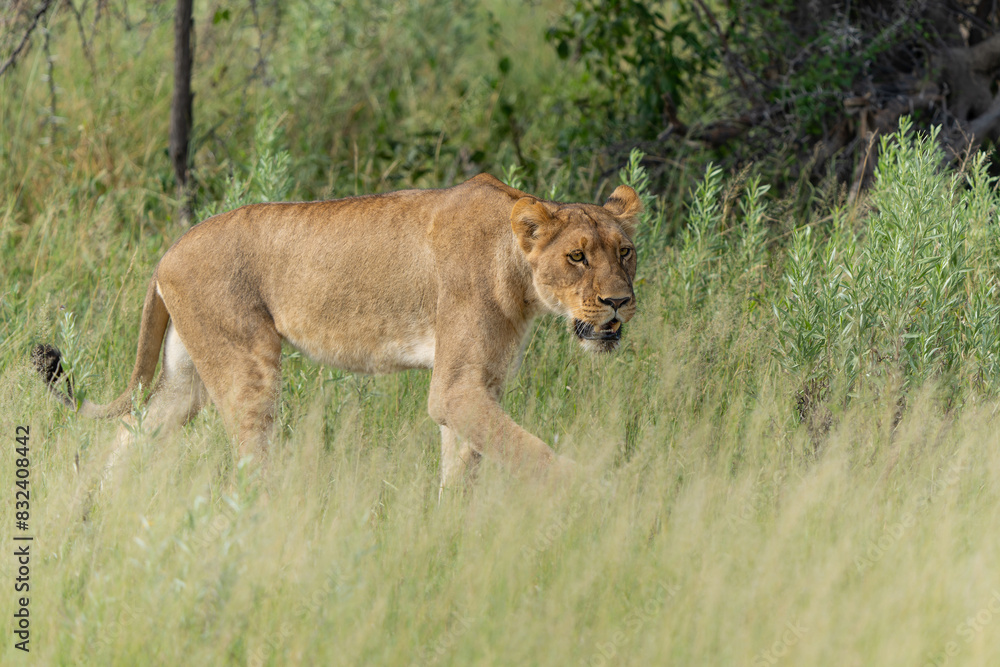 Lion (Panthera leo) in the green season. Lionesses walking around in the morning in the long green grass in the Okavango Delta in Botswana. Lion (Panthera leo) in the green season. Lionesses walking around in the morning in the long green grass in the Okavango Delta in Botswana.