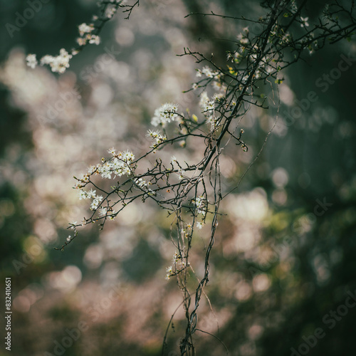 PAYSAGES DE BOURGOGNE - PUISAYE photo