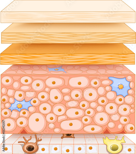 Epidermis structure. Skin anatomy