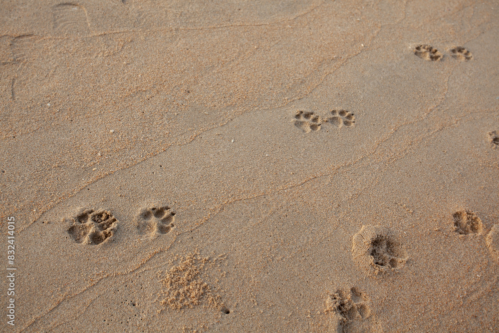 Dog footprints on the sandy beach Dog footprints on the sandy beach