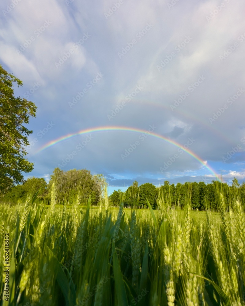 Naklejka premium Rainbow with Nature.