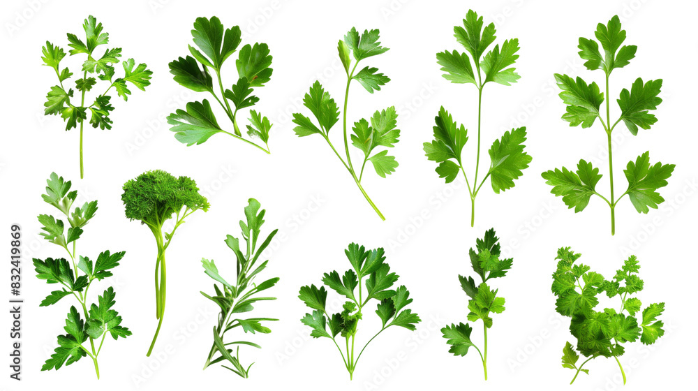 Mediterranean herbs and spice Mediterranean herbs and spice