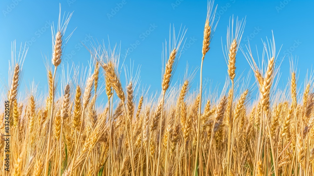 Golden wheat field with clear blue sky. Symbolic of agriculture, harvest, and rural beauty, suitable for environmental and farming themes. Golden wheat field with clear blue sky. Symbolic of agriculture, harvest, and rural beauty, suitable for environmental and farming themes.