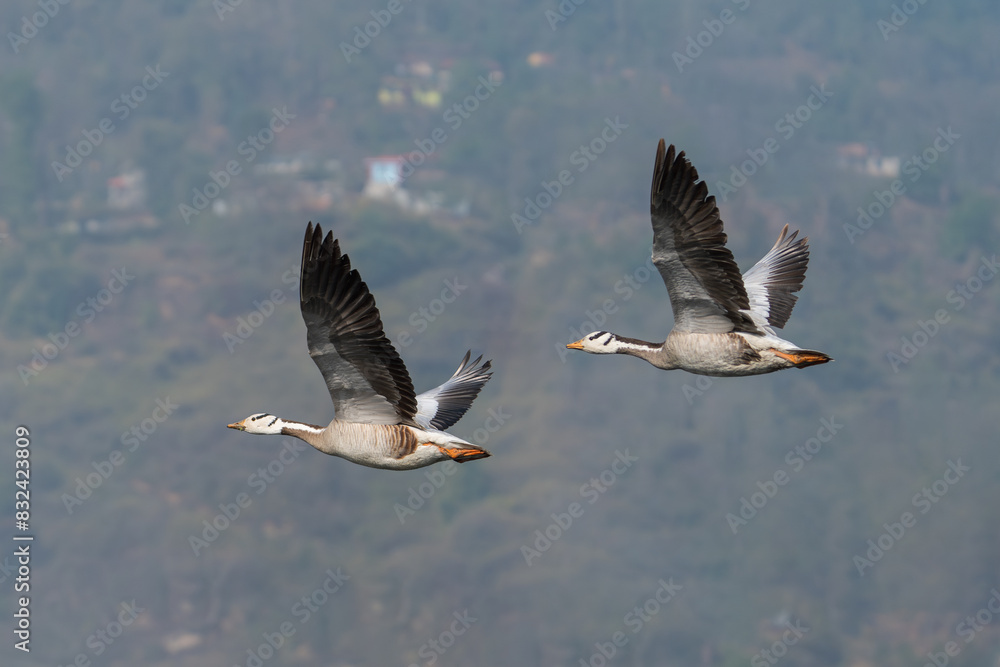 Bar-headed Goose is the world's highest-flying bird, known for the extreme altitudes it reaches when migrating across the Himalayas. Bar-headed Goose is the world's highest-flying bird, known for the extreme altitudes it reaches when migrating across the Himalayas.