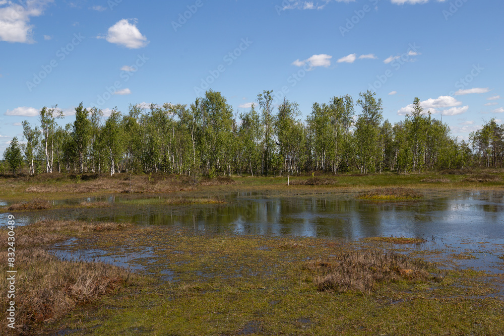 European swamps on a sunny summer day European swamps on a sunny summer day