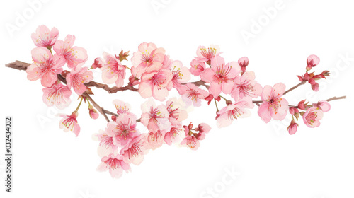 Wallpaper Mural Tree branch flower, japanese sakura Torontodigital.ca