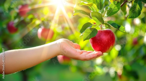 Child s hand reaching for a ripe red apple on a tree branch in the dappled sunlight