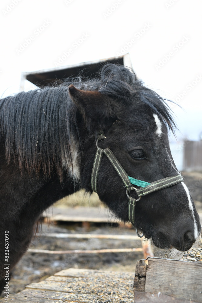 Fototapeta premium Photo of a little pony on an animal farm, a horse in the zoo.