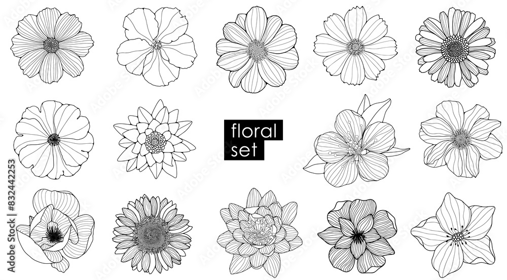 Fototapeta premium Large set of different flowers. Chamomile, calendula, lotus, cherry flower, sunflower, camellia isolated on white background. Outline of flowers.