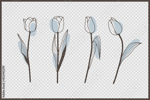 Hand drawn tulips isolated on transparent background