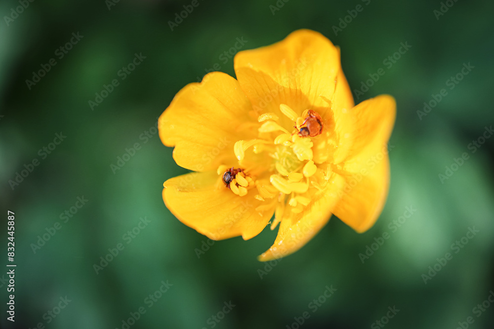 Big yellow buttercup flower with cute bugs resting in it on blurred green forest background Big yellow buttercup flower with cute bugs resting in it on blurred green forest background