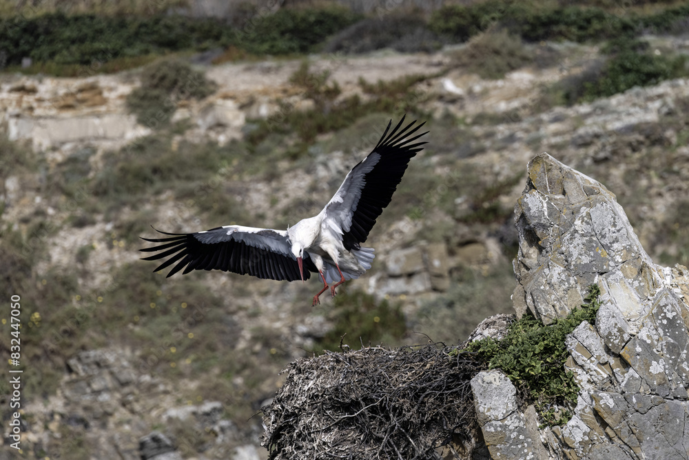 Fototapeta premium White Stork Taking Flight from Nest on Rocky Cliff