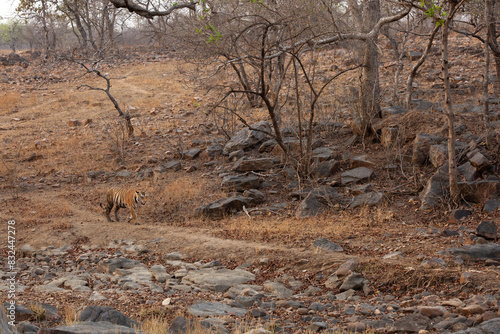 A tiger walking in its habitat at Panna Tiger Reserve, Madhya pradesh, India