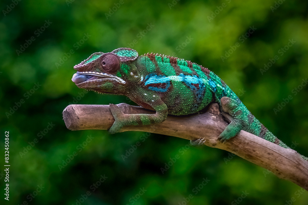 Fotografie Phantera chameleon on branch in nature background