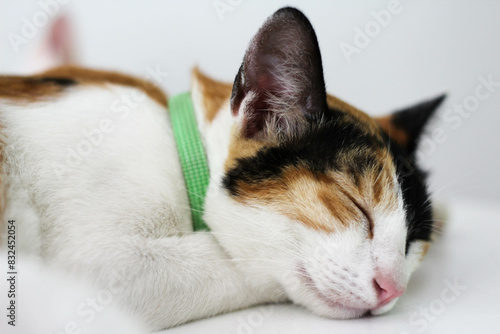 A cat sleeping on white background