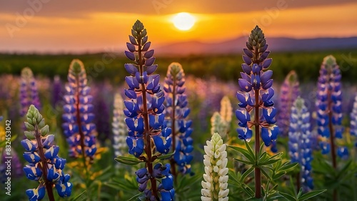 Field Of Colorful lupin Flowers at sunset.