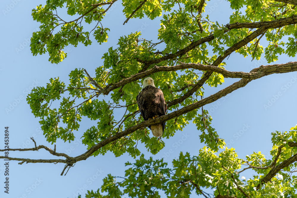 A Bald Eagle Perched On A Tree Branch In Spring In Wisconsin A Bald Eagle Perched On A Tree Branch In Spring In Wisconsin