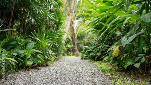 Path in tropical garden 