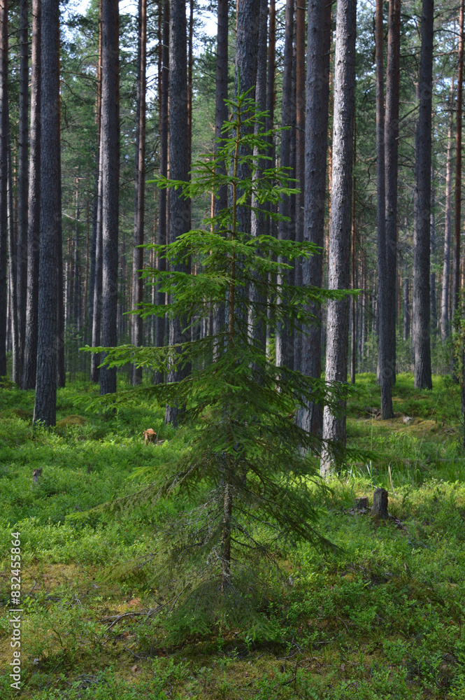 Spruce in pine forest. Spruce in pine forest.