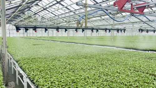 automatic irrigation, pepper seedlings. Industrial greenhouse for growing peppers.