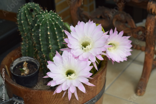 cactus flowers photo